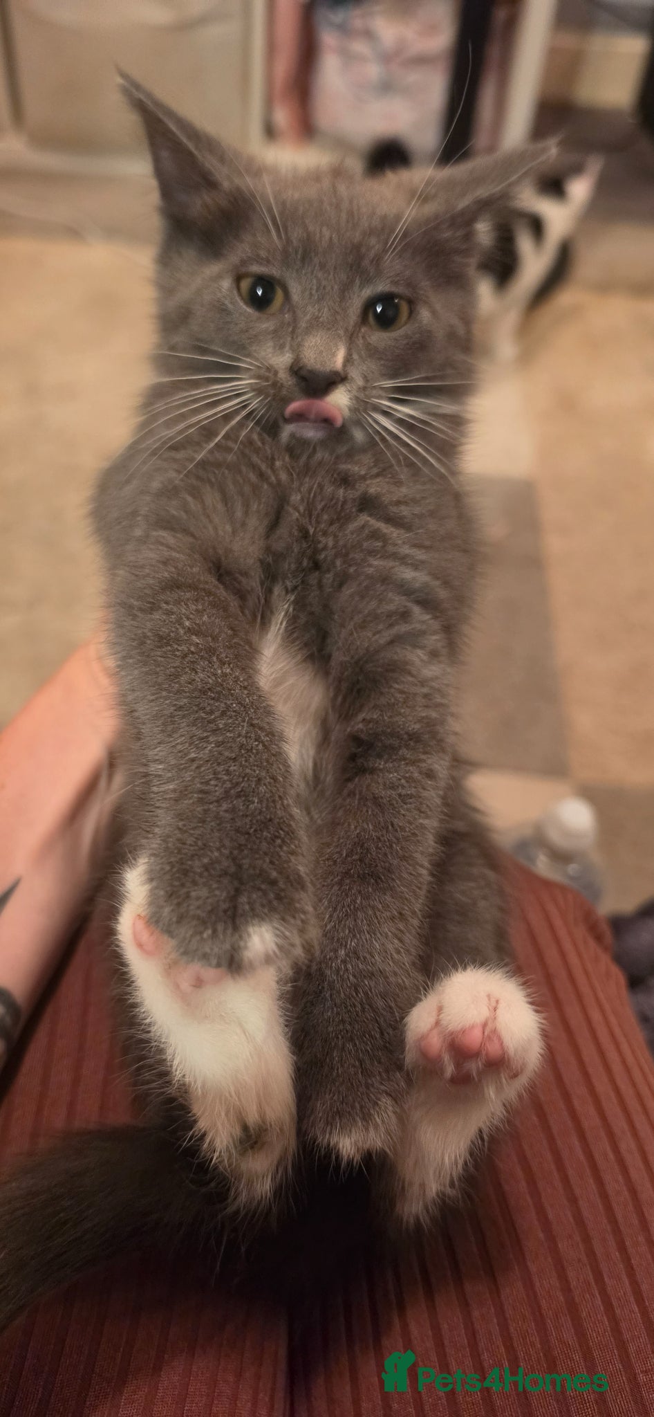 Mixed Breed cats Beautiful kitten - Advert 6