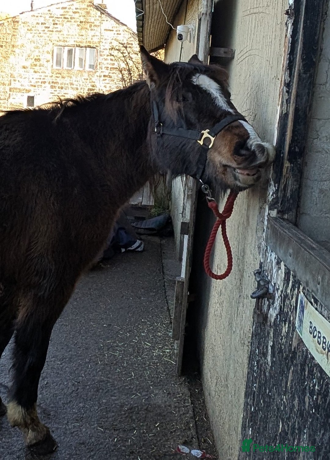 Dales horses for sale: Meg 13hh 3yr bay filly - Advert 4