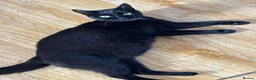 Mixed Breed cats for sale: 4 kittens ready for forever homes  - Advert 1