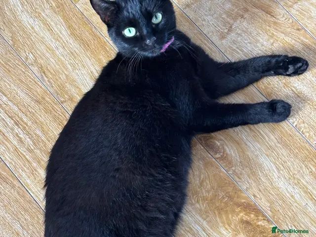 Mixed Breed cats for sale: 4 kittens ready for forever homes - Advert 16
