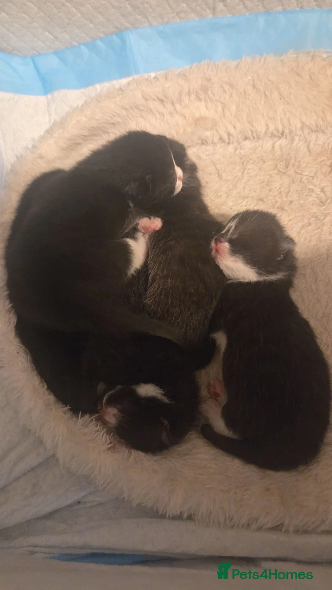 Mixed Breed cats for sale: BUTTER FOR SALE in Thatcham - Advert 7