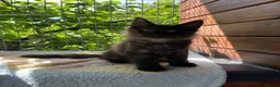 Maine Coon cats for sale: ⭐️Beautiful Maine Coon Kittens⭐️ - Advert 14