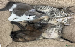 Mixed Breed cats for sale: LOVELY KITTENS  - Advert 3