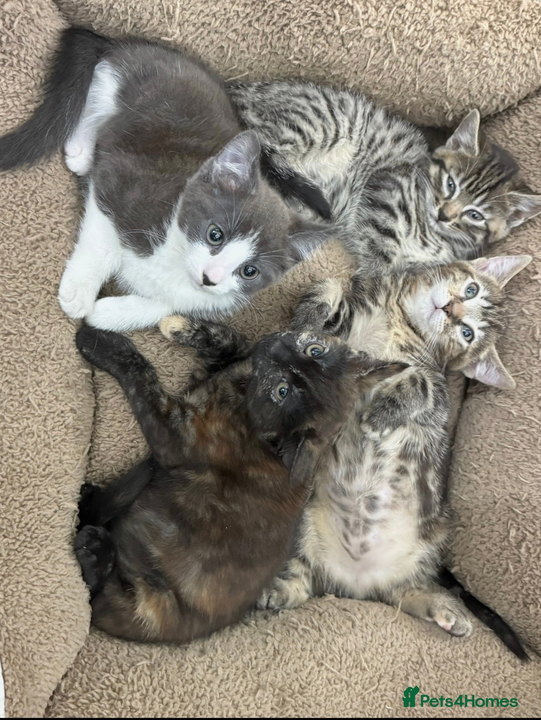 Mixed Breed cats for sale: LOVELY KITTENS  - Advert 3