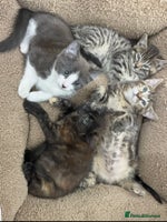 Mixed Breed cats LOVELY KITTENS - Advert 1