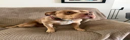 American Bully dogs for sale: Pocket bully  in Nottingham - Advert 4