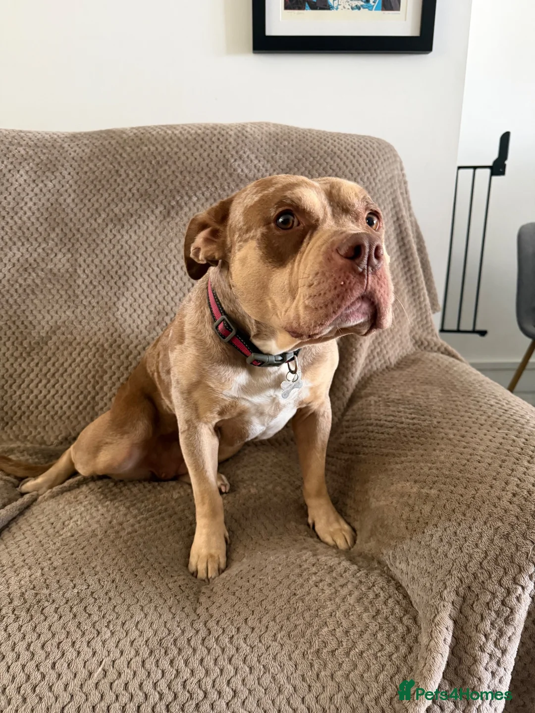 American Bully dogs for sale: Pocket bully  in Nottingham - Advert 4