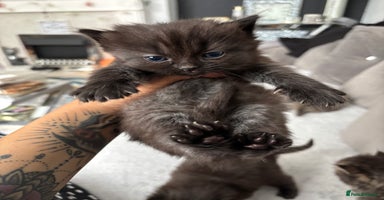 Mixed Breed cats - Advert 11
