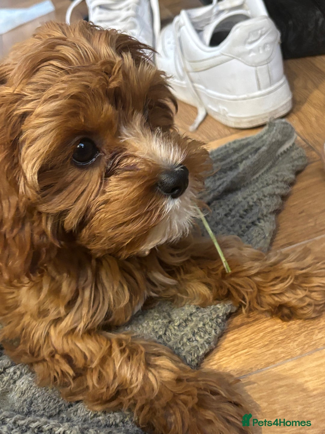 Cavapoo dogs for sale: Six month cavapoo puppy - Advert 6