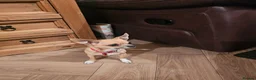 Chihuahua dogs for sale: APPLE HEAD BOY CHIHUAHUA - Advert 1