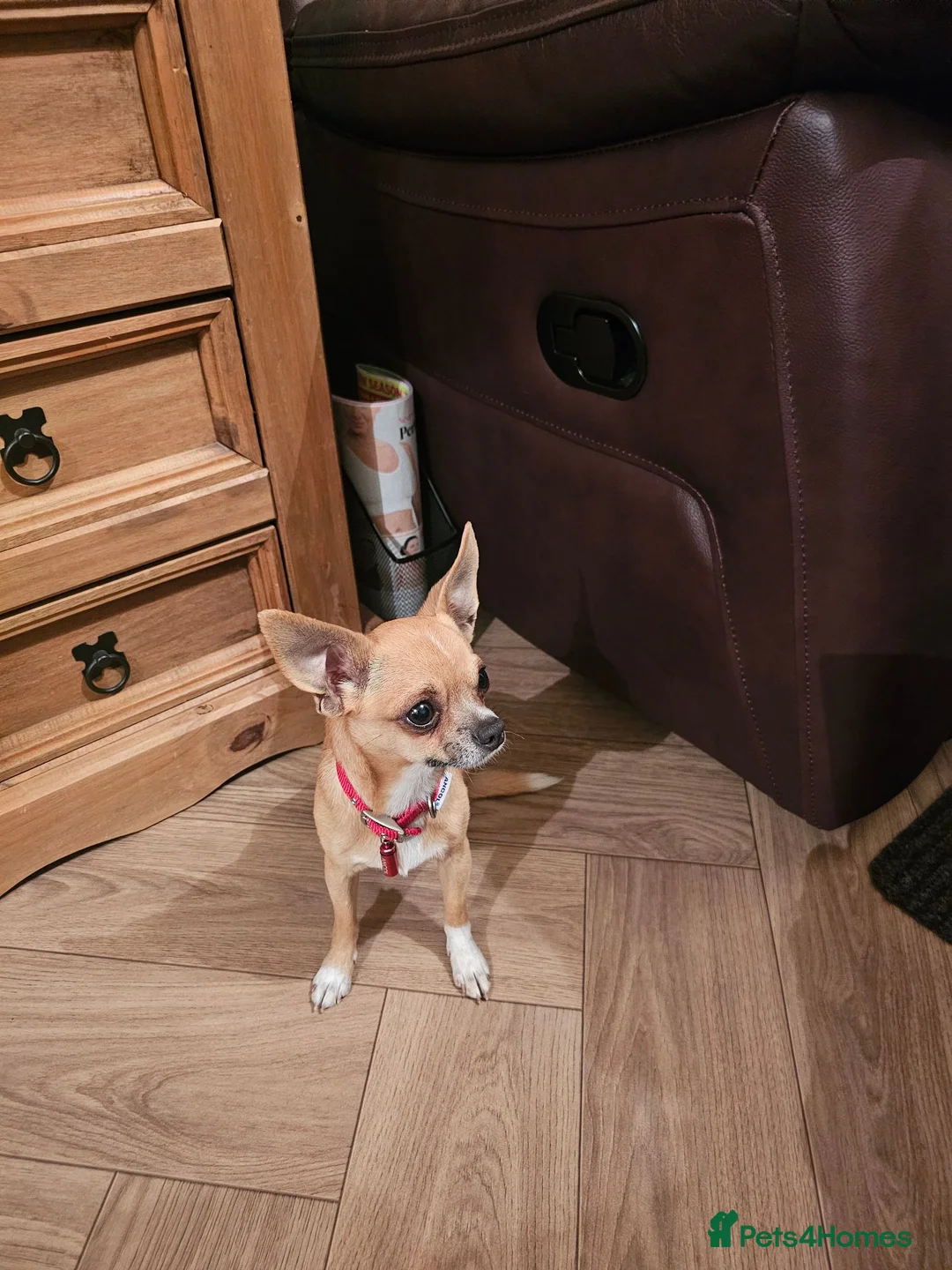 Chihuahua dogs for sale: APPLE HEAD BOY CHIHUAHUA - Advert 1