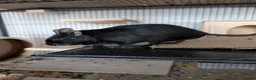 Degus rodents for sale: Friendly Male Degus Looking for a New Home in Coulsdon - Advert 5