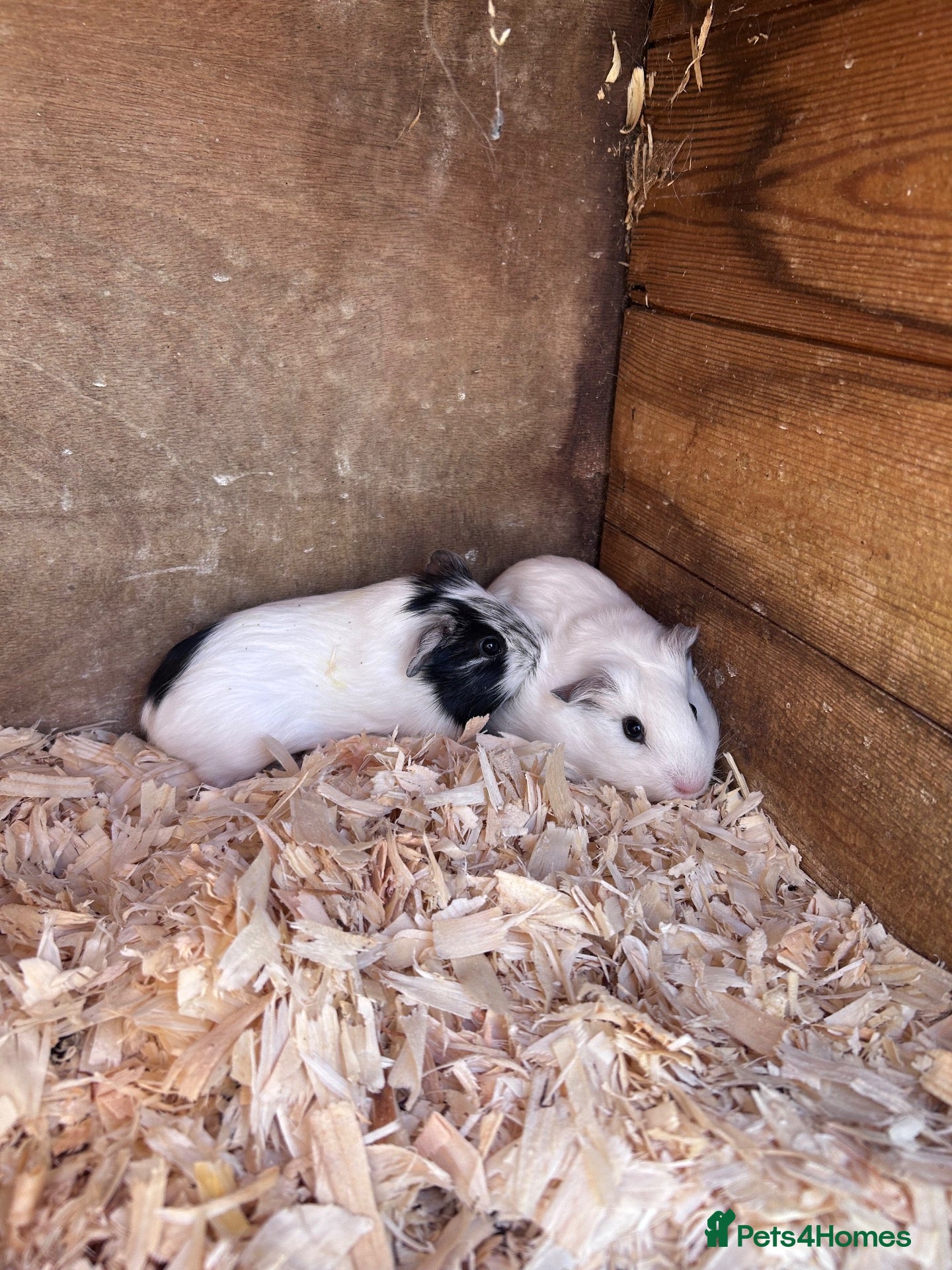 Guinea Pig rodents Baby guinea pigs  - Advert 1