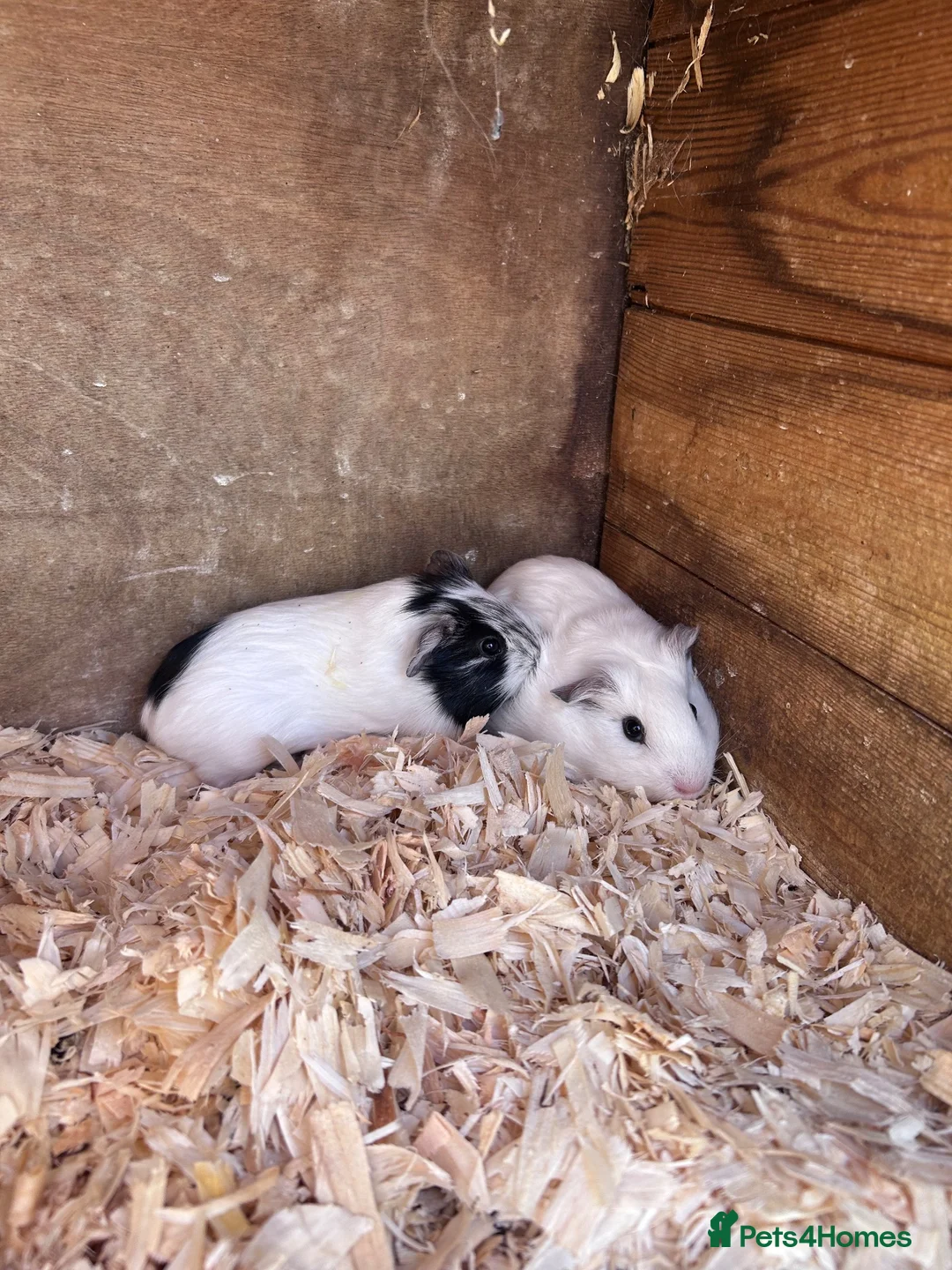 Guinea Pig rodents for sale: Baby guinea pigs  in Thetford - Advert 1