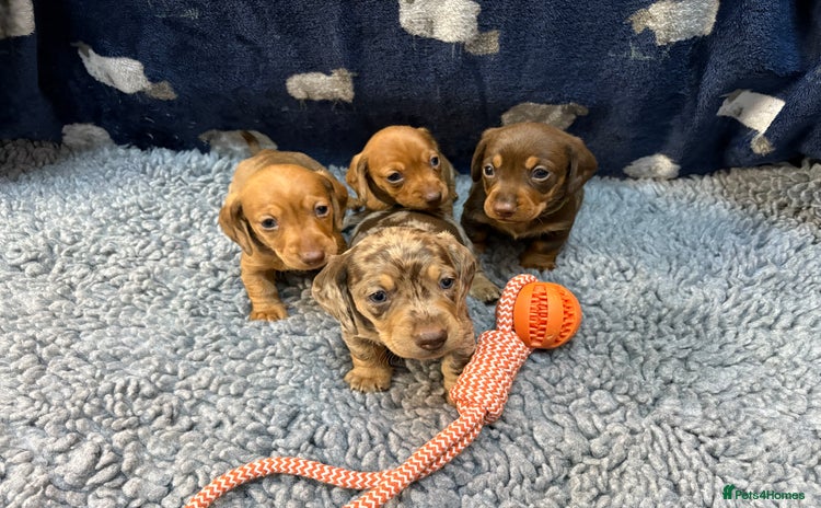 Miniature Dachshund dogs - Advert 4