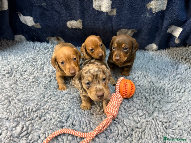 Miniature Dachshund dogs - Advert 1