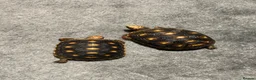 Tortoise reptiles for sale: Redfoot tortoises - Advert 2