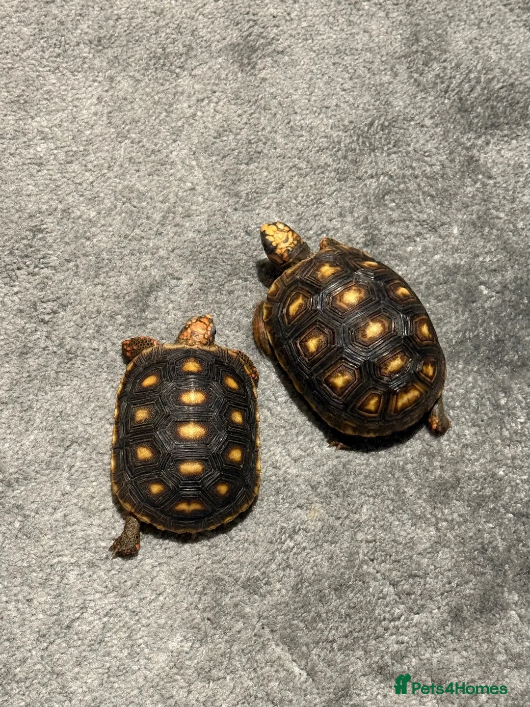 Tortoise reptiles for sale: Redfoot tortoises - Advert 2
