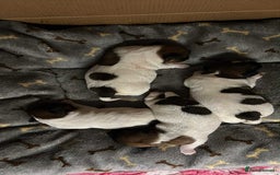 Jack Russell dogs for sale: Pedigree Jack Russell Terriers - Image 5
