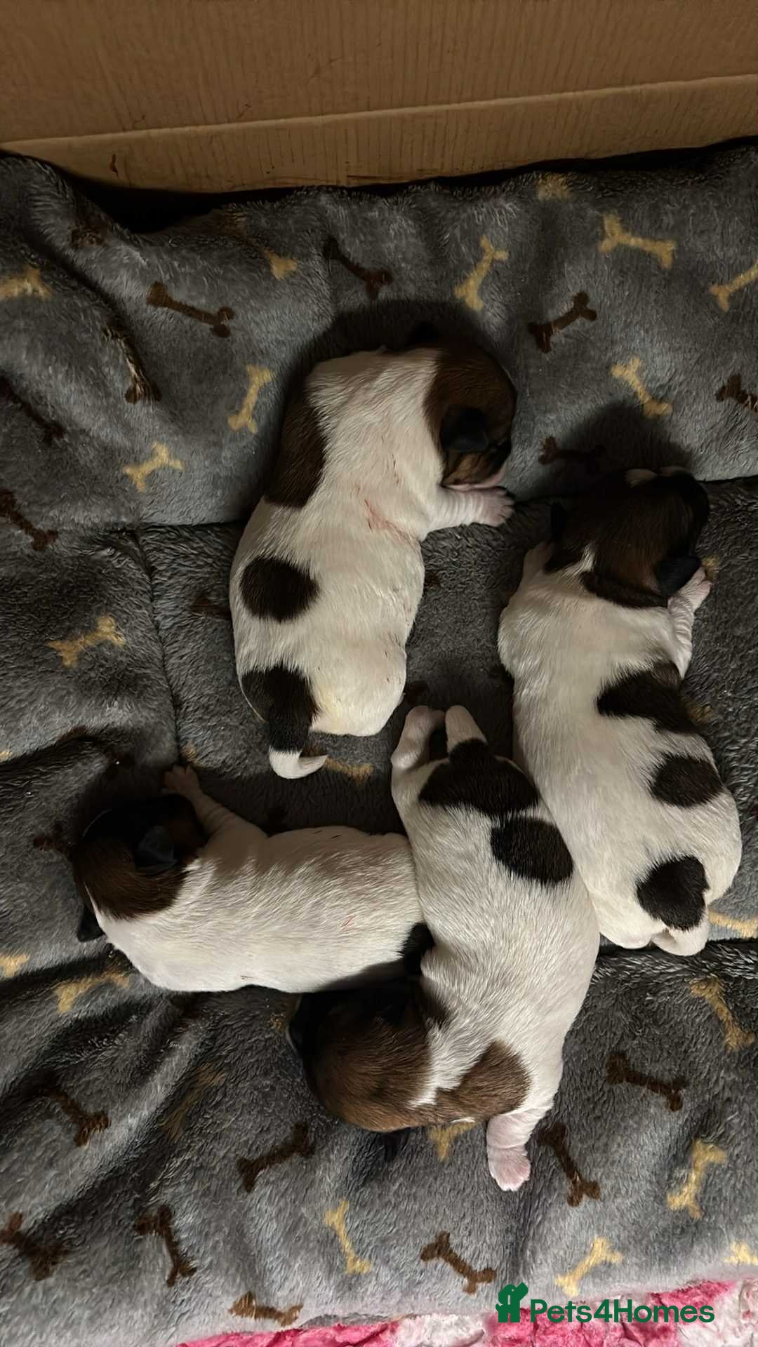 Jack Russell dogs for sale: Pedigree Jack Russell Terriers - Image 5