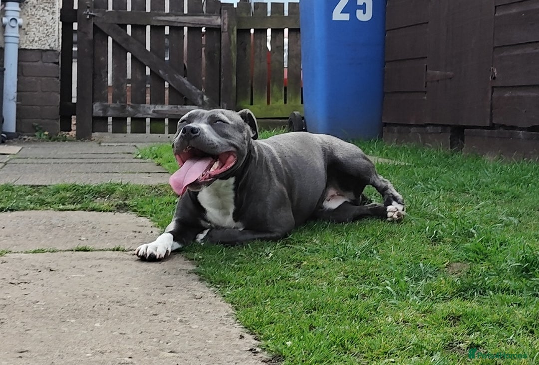 Staffordshire Bull Terrier dogs for sale: Staffordshire bull terrier puppies  - Advert 16