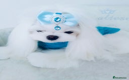 Maltese dogs for sale: Korean doll face puppies - Advert 7