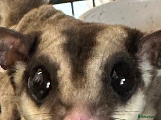 Sugar Glider rodents in Colwyn Bay - Advert 2