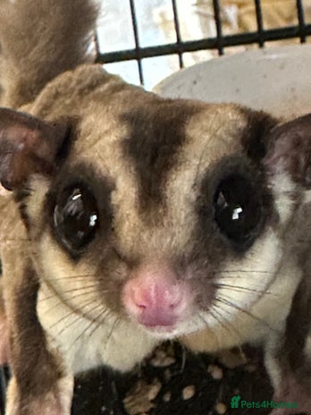 Sugar Glider rodents in Colwyn Bay - Advert 2