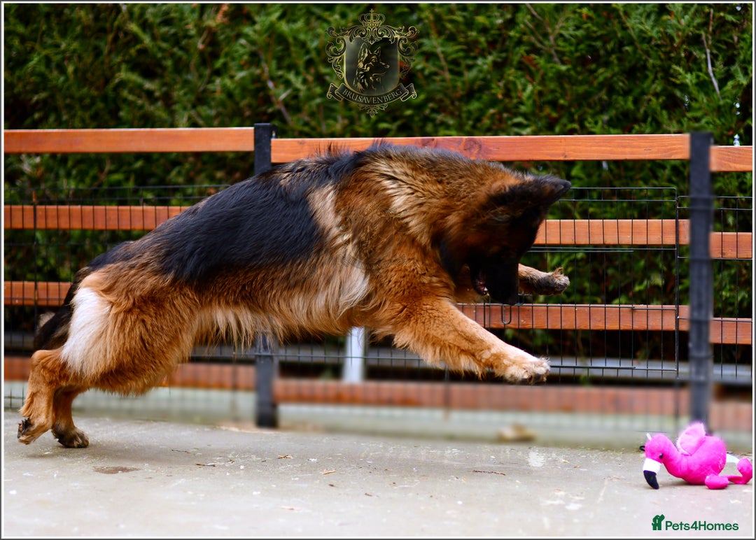 German Shepherd dogs for sale: ADULT LONGHAIRED GSD FEMALE  - Advert 5