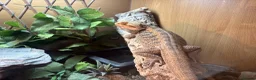 Bearded Dragon reptiles for sale: Bearded Dragon - Advert 2