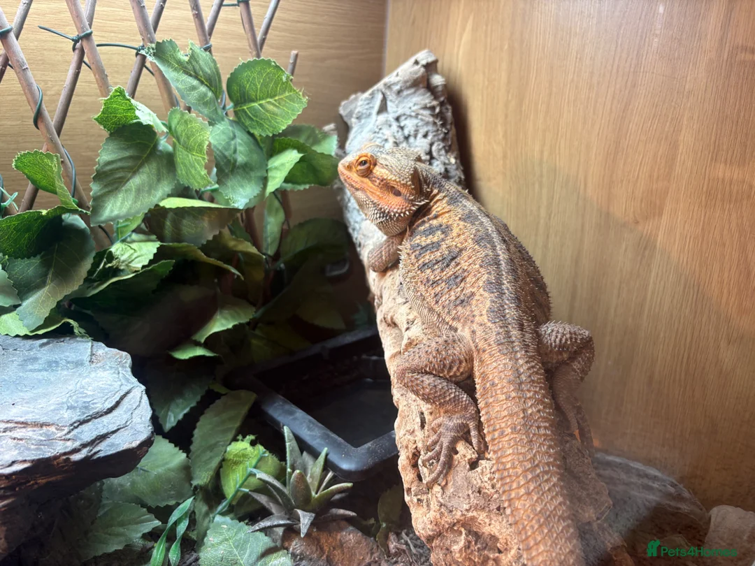 Bearded Dragon reptiles for sale: Bearded Dragon - Advert 2