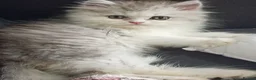 Persian cats for sale: Sliver tip Persian ( little lady)  - Advert 7