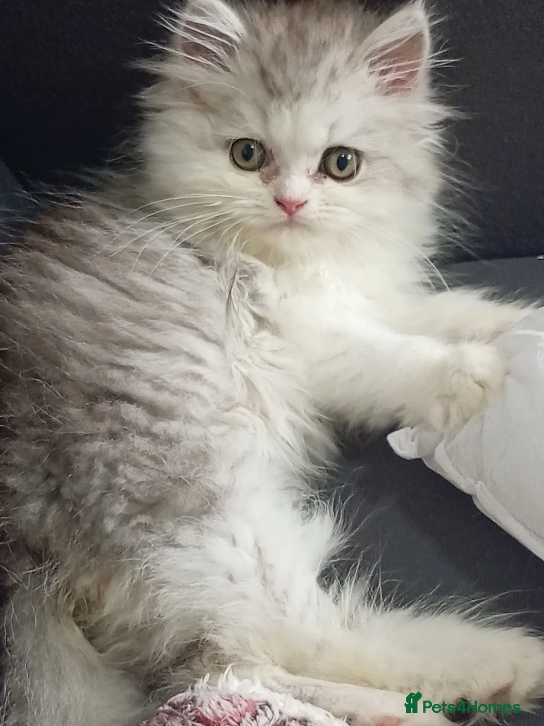 Persian cats for sale: Sliver tip Persian ( little lady)  - Advert 7