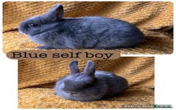 Netherland Dwarf rabbits for sale: Gorgeous Netherland dwarf babies  - Image 4