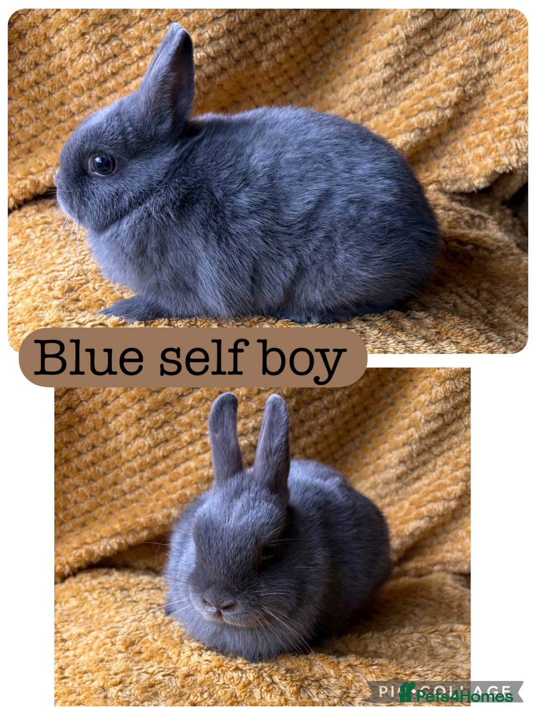 Netherland Dwarf rabbits for sale: Gorgeous Netherland dwarf babies  - Image 4
