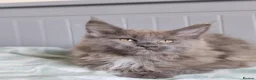 Maine Coon cats for sale: Purebreed maine coon females ❤️❤️  - Advert 6