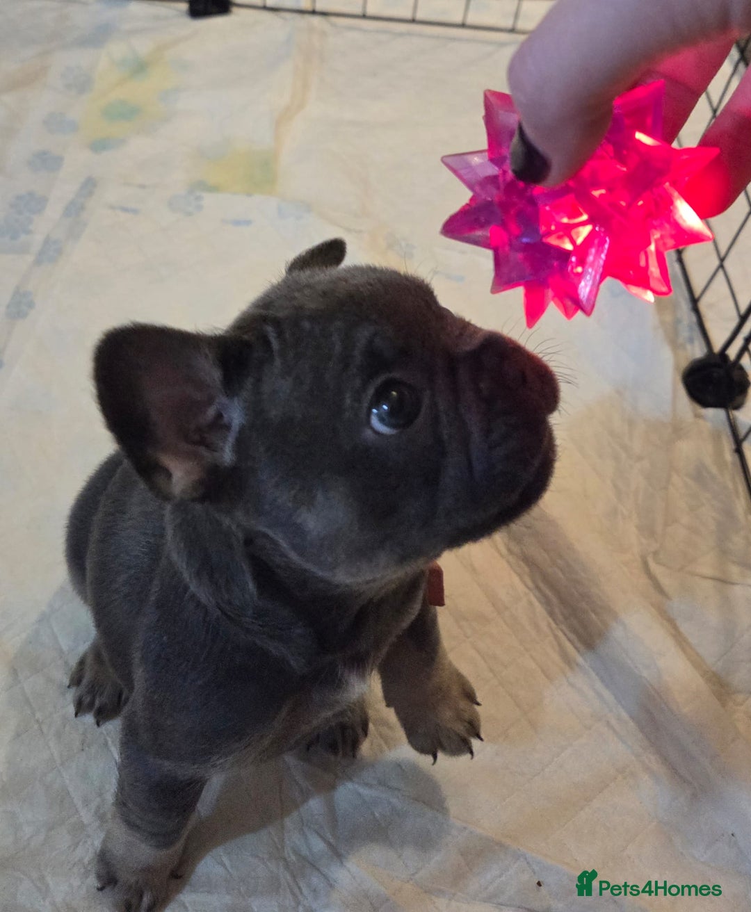 French Bulldog dogs for sale: 3x beautiful girl french bulldog puppies  - Advert 14