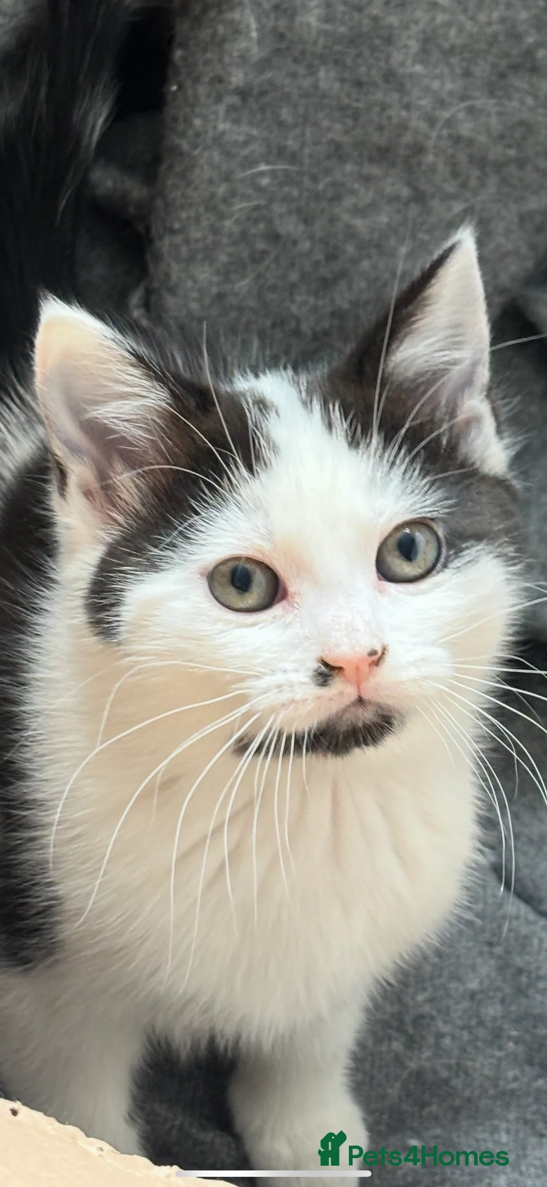 Mixed Breed cats for sale: Beautiful Maincoon cross kittens 🩷 - Advert 2