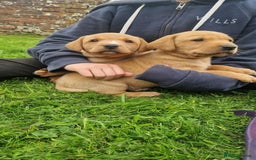 Labrador Retriever dogs for sale: Labrador puppies looking for 5* homes - Image 9