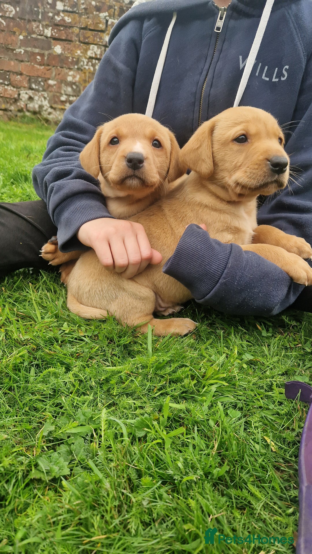 Labrador Retriever dogs for sale: Labrador puppies looking for 5* homes - Image 9
