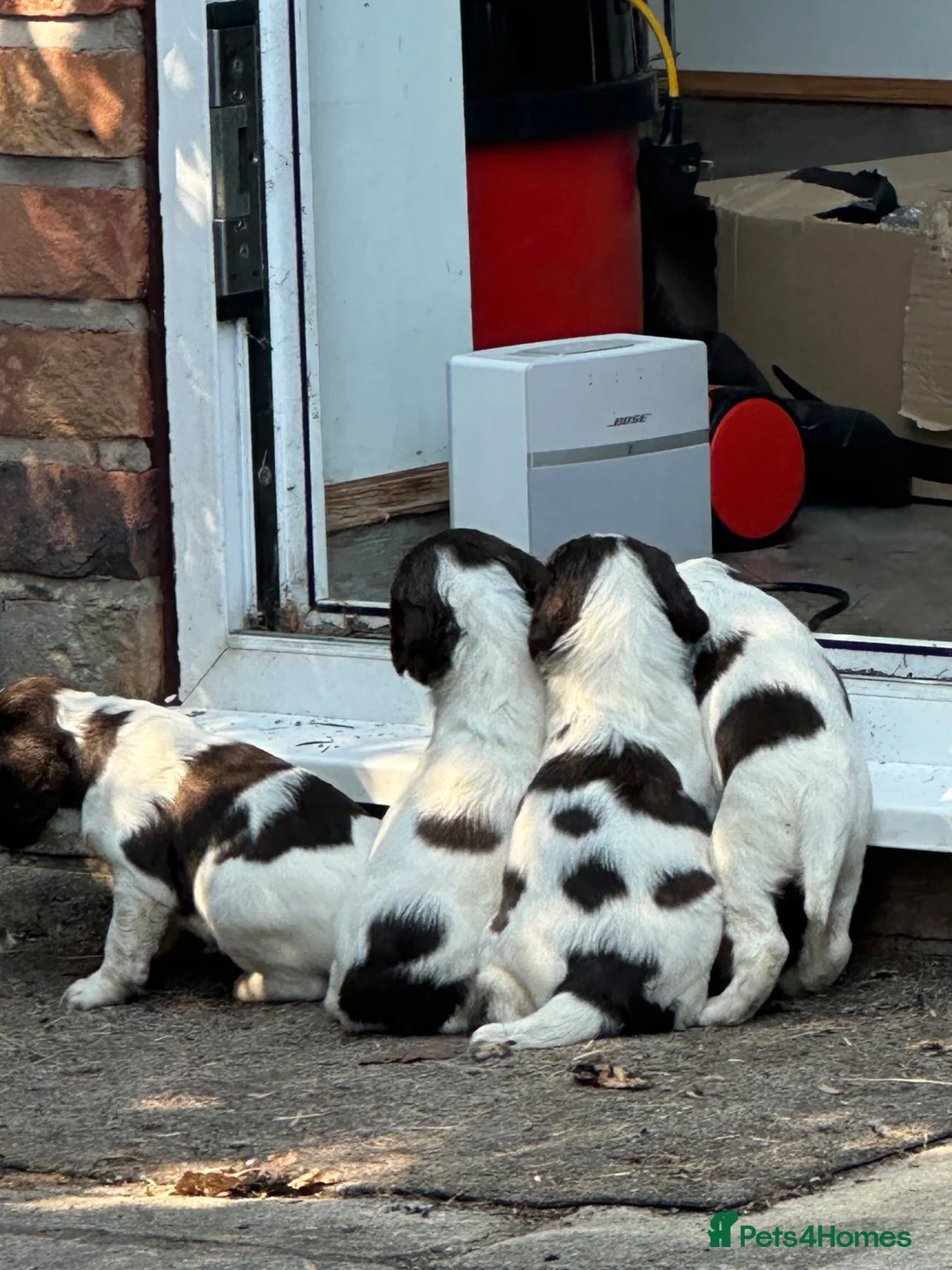 English Springer Spaniel dogs for sale: Working-Bred English Springer Spaniel Puppies in Frodsham - Advert 2