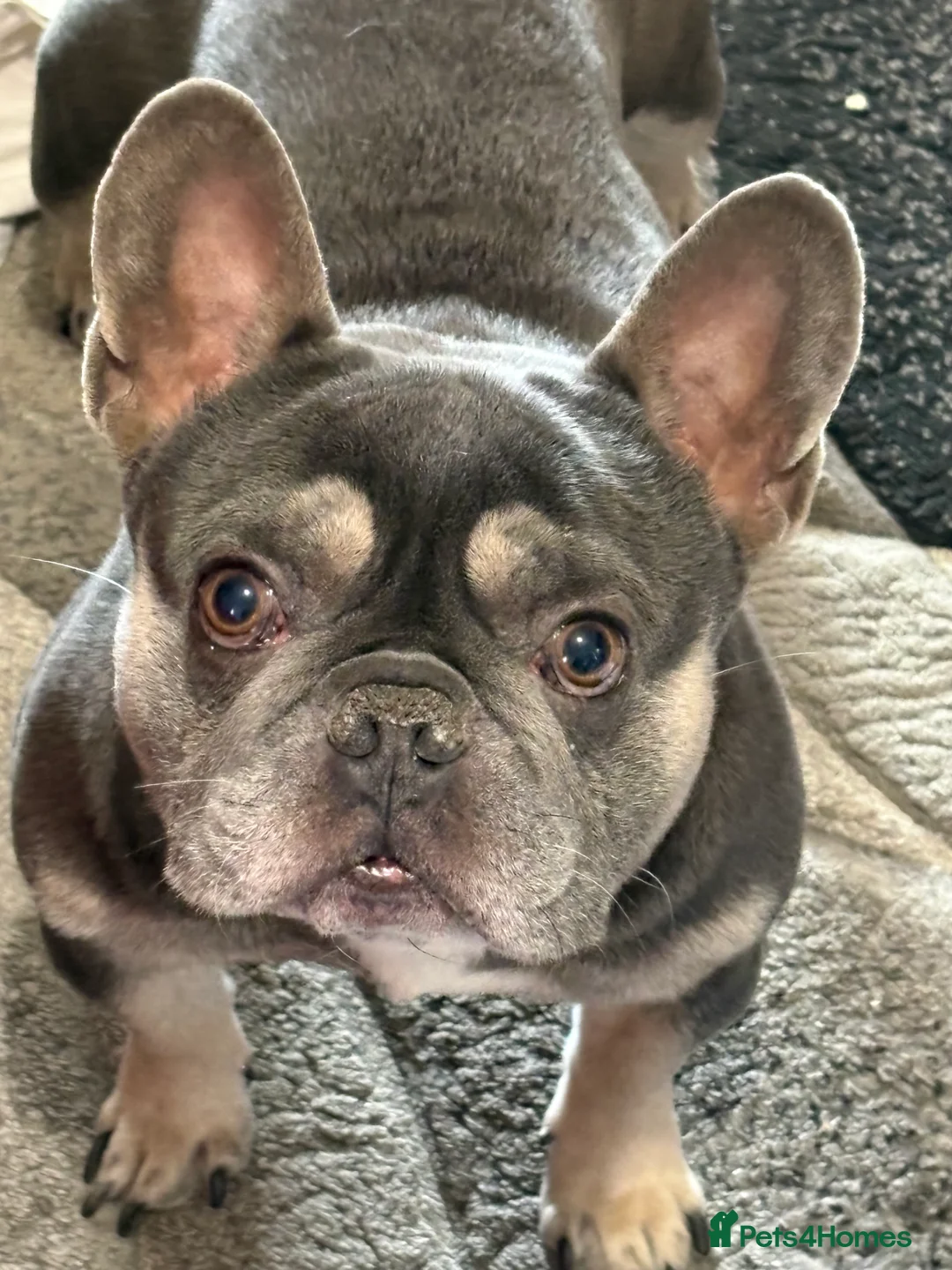 French Bulldog dogs for sale: Male French bulldog 6 years old very friendly in Swindon - Advert 2