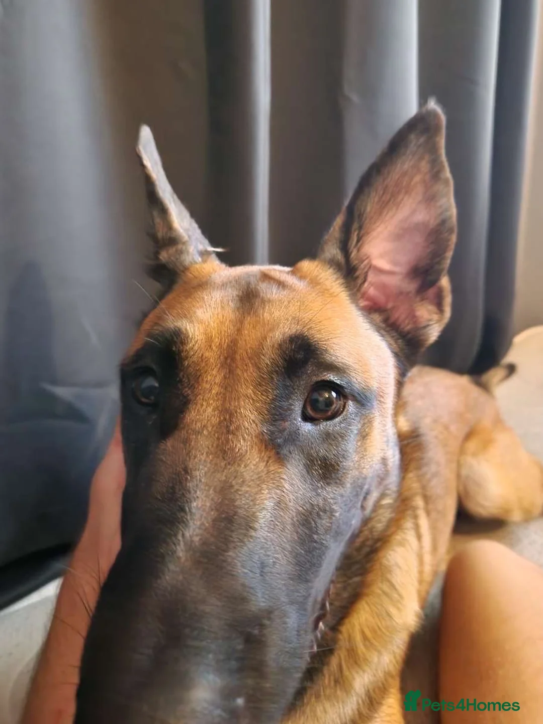 Belgian Shepherd Dog dogs for sale: Belgian Malanoi  in Bradford - Advert 4