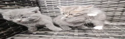 British Shorthair cats for sale: 🐾🚨ATTENTION:PROFESSIONAL CUDDLE MONSTERS 🚨🐾 - Advert 17