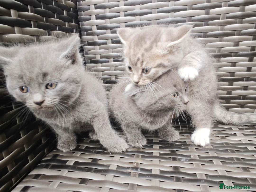 British Shorthair cats for sale: 🐾🚨ATTENTION:PROFESSIONAL CUDDLE MONSTERS 🚨🐾 - Advert 17