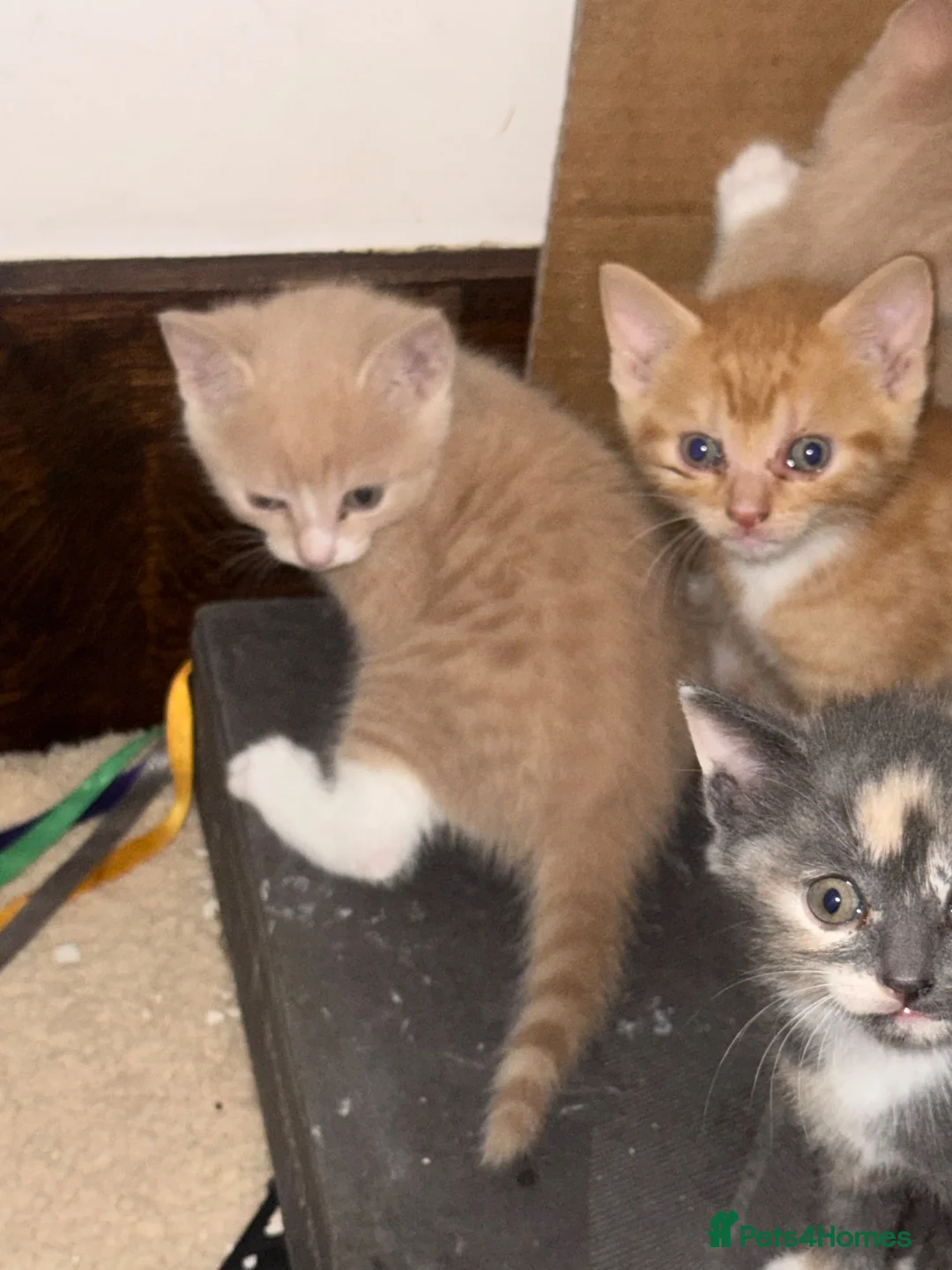 Mixed Breed cats for sale: 🐾 Beautiful Kittens Raised in a Family Home 🐾 - Advert 11