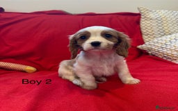 Cavalier King Charles Spaniel dogs for sale: Gorgeous Cavalier King Charles Spaniel puppies - Advert 25