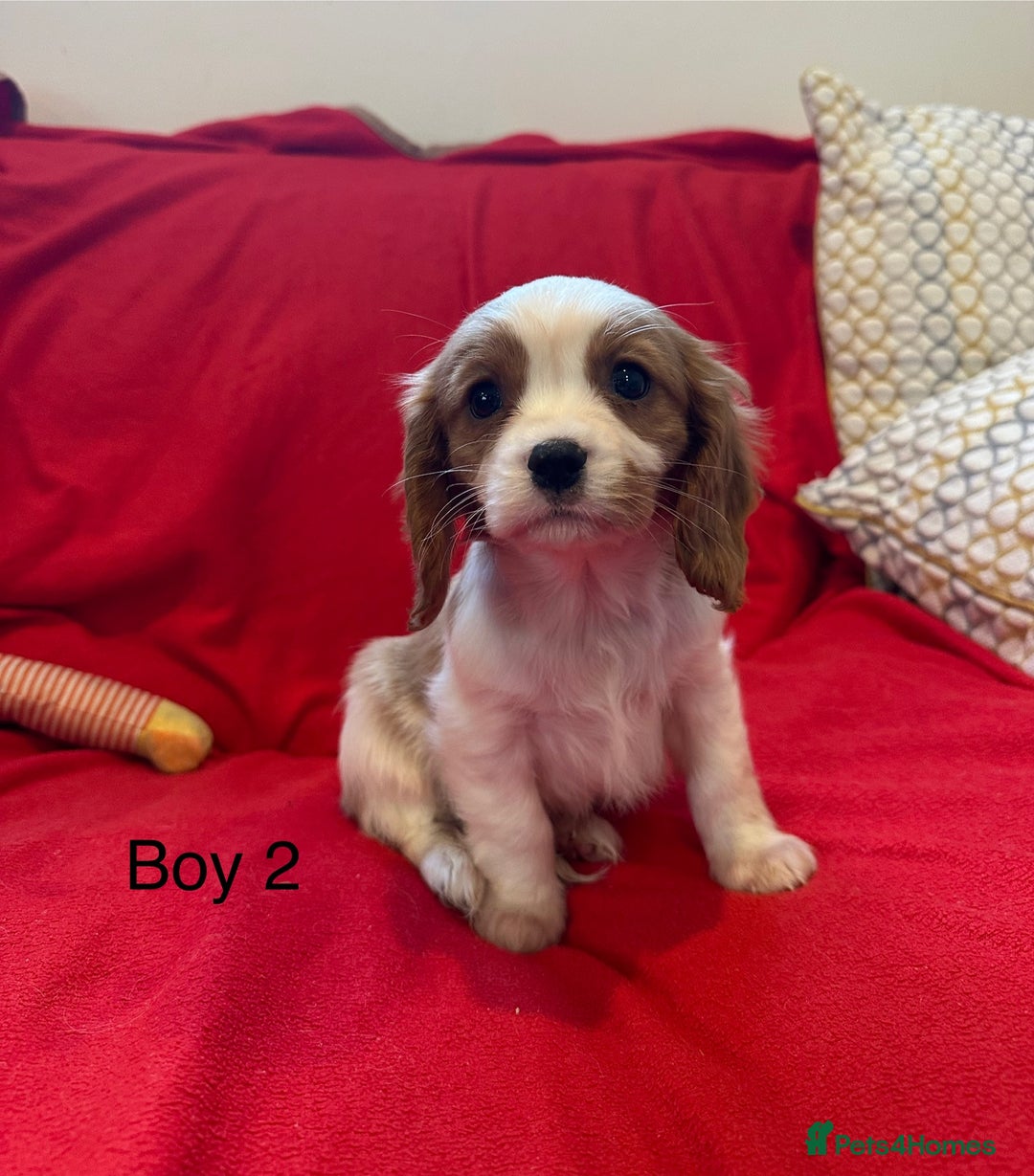 Cavalier King Charles Spaniel dogs for sale: Gorgeous Cavalier King Charles Spaniel puppies - Advert 25
