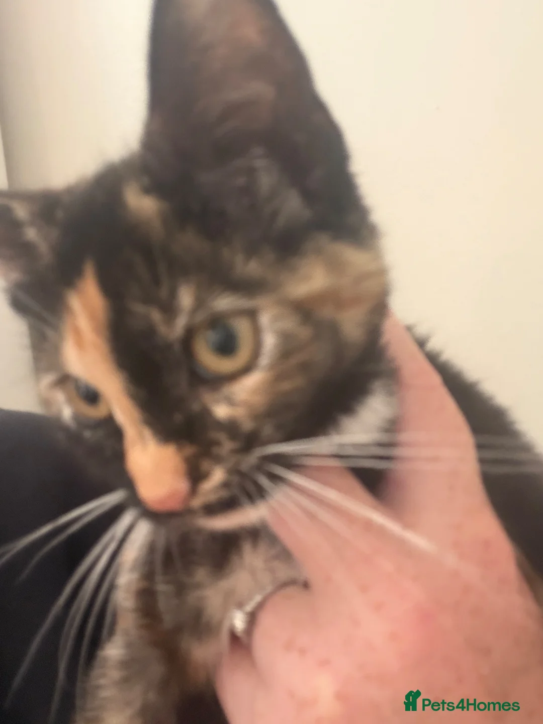 Mixed Breed cats for sale: Tortoise shell kitten  in Stockport - Advert 2