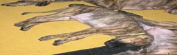 Mixed Breed dogs for sale: Boxer x Belgian Malinois Pups - Smart and stunning in Hereford - Advert 9